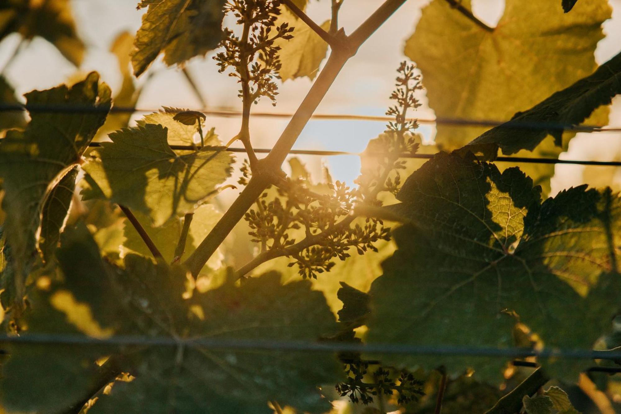 Villas & Vines Glamping Hastings Extérieur photo