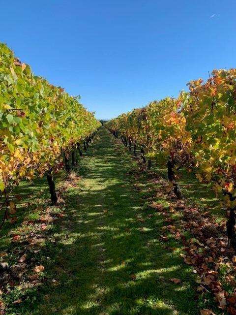 Villas & Vines Glamping Hastings Extérieur photo